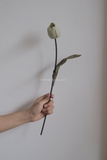 Hoa tulip - Xám đậm