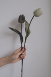 Hoa tulip - Xám đậm