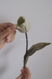 Hoa tulip - Xám đậm