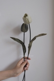 Hoa tulip - Xám đậm