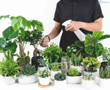 🌿 Cách chăm cây xanh mini (siêu dễ cho người bận rộn)