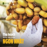 Yến Tươi Tinh Chất Chà Là - Hộp 1