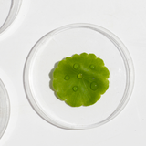 CENTELLA ASIATICA