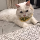 Bandana for Cat