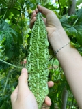 MẶT NẠ KHỔ QUA THUẬN THIÊN