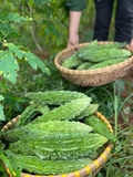 MẶT NẠ KHỔ QUA THUẬN THIÊN
