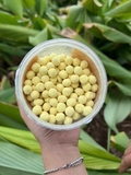 Viên nghệ Nguyên bản Thuận Thiên. (Gr)