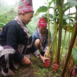 thảo quả là gì