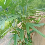 Hình ảnh cây hoàng kỳ nam