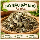 cây bầu đất