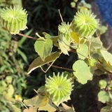 Cây cối xay khô