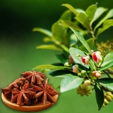 Cây hoa đại hồi