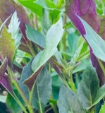 tác dụng của cây bầu đất