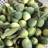 quả trâu cổ