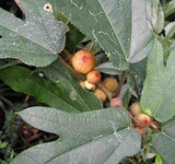 cây hoàng kỳ nam