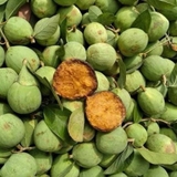 tìm hiểu quả trâu cổ