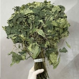 lá sâm lai châu khô