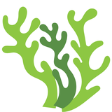 Tảo - Nước Hồng Sâm