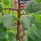 CÂY GIỐNG NA DỨA DÀI LOAN