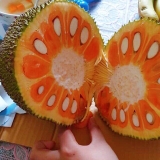 CÂY GIỐNG MÍT RUỘT ĐỎ INDONESIA LÁ BẦU