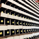 Cài áo logo thương hiệu ngân hàng BIDV