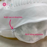 cấu tạo ruột toạ
