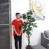 Cây trang trí 35JA0037