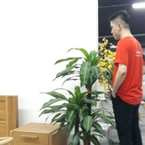 Cây trang trí 35JA0051