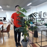 Cây trang trí 35JA0052