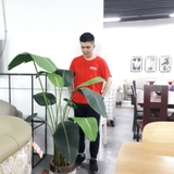 Cây trang trí 35JA0053