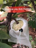 Túi Bao Trái Na ( Mãng Cầu) KT 20x24 cm
