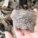 TRẦM HƯƠNG Ổ KHOAN - CANTIVATIVE AGARWOOD- HD02