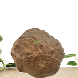 TRẦM HƯƠNG MIẾNG DẠNG ĐẾ -HDD05