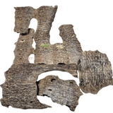 TRẦM HƯƠNG Ổ KHOAN - CANTIVATIVE AGARWOOD- HD02