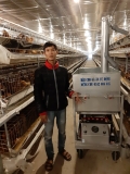 máy cho gà ăn tự động  cho chuồng lồng chữ H