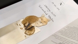 Dấu Trang Silverleaf The Fox