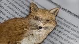 Dấu Trang Silverleaf The Fox