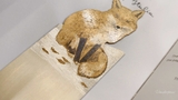 Dấu Trang Silverleaf The Fox