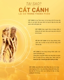 Kẹo mút keo ong Extra cát cánh lê gừng