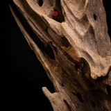 Trầm cảnh Rục thiên nhiên cao cấp (76x22x22cm)