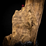 Trầm cảnh Rục thiên nhiên cao cấp (58x19x15cm)