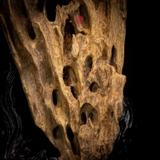 Trầm cảnh Rục thiên nhiên cao cấp (58x19x15cm)