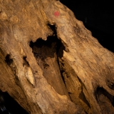 Trầm cảnh Rục già dầu thiên nhiên cao cấp (29x56x23cm)