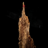 Trầm cảnh Kiến già dầu thiên nhiên cao cấp (31x10x9cm)