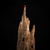 Trầm cảnh Kiến già dầu thiên nhiên cao cấp (31x10x9cm)