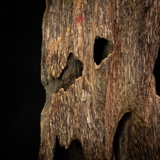 Trầm cảnh Kiến già dầu thiên nhiên cao cấp (31x9x9cm)