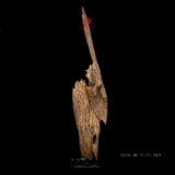 Trầm cảnh Kiến già dầu thiên nhiên cao cấp (48x11x11cm)