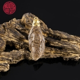 MẶT TRẦM CẬN CHÌM KHẮC DI LẶC BỌC VÀNG