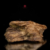 THANH KỲ NAM QUÝ HIẾM (0,6GR)