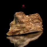 THANH KỲ NAM QUÝ HIẾM (0,6GR)